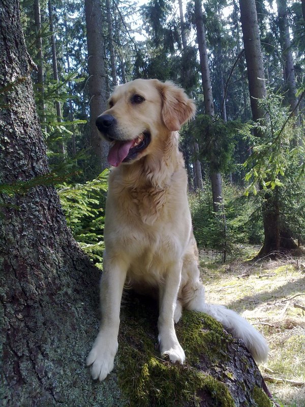 Bilder von den Golden Retriever vom Limes  copyright (c) 2011.