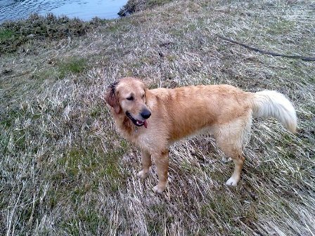 Bilder von den Golden Retriever vom Limes  copyright (c) 2011.