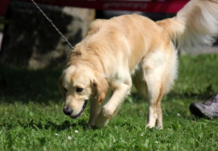 Bilder von den Golden Retriever vom Limes  copyright (c) 2011.