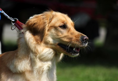 Bilder von den Golden Retriever vom Limes  copyright (c) 2011.