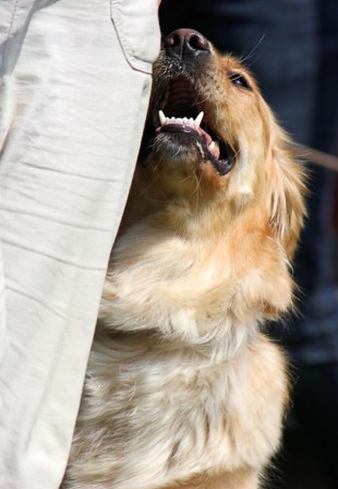 Bilder von den Golden Retriever vom Limes  copyright (c) 2011.