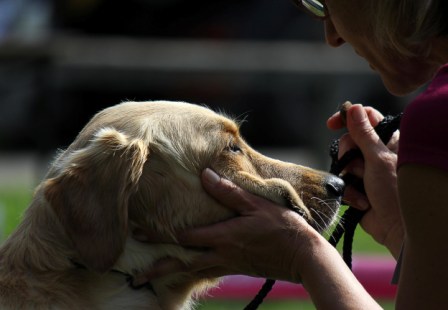 Bilder von den Golden Retriever vom Limes  copyright (c) 2011.