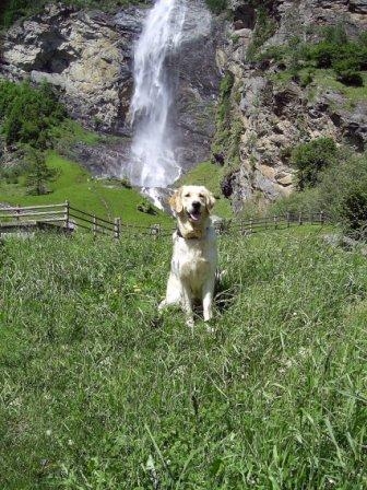 Bilder von den Golden Retriever vom Limes  copyright (c) 2011.