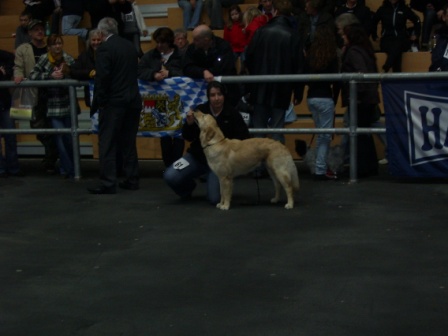 Bilder von den Golden Retriever vom Limes  copyright (c) 2011.