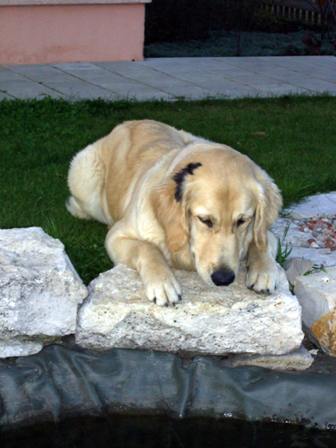 Bilder von den Golden Retriever vom Limes  copyright (c) 2011.