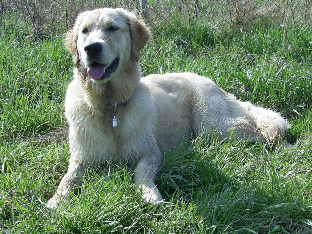 Bilder von den Golden Retriever vom Limes  copyright (c) 2011.