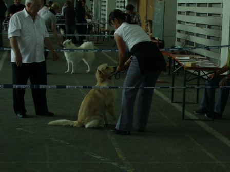 Bilder Golden Retriever vom Limes copyright Uwe Rohringer (c) 