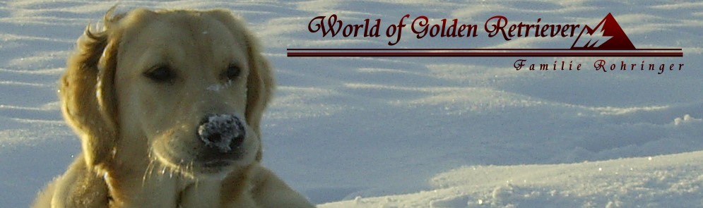 Bilder von den Golden Retriever vom Limes  copyright (c) 2011.