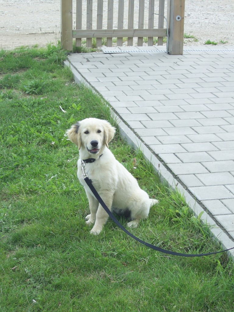 Bilder von den Golden Retriever vom Limes  copyright (c) 2011.