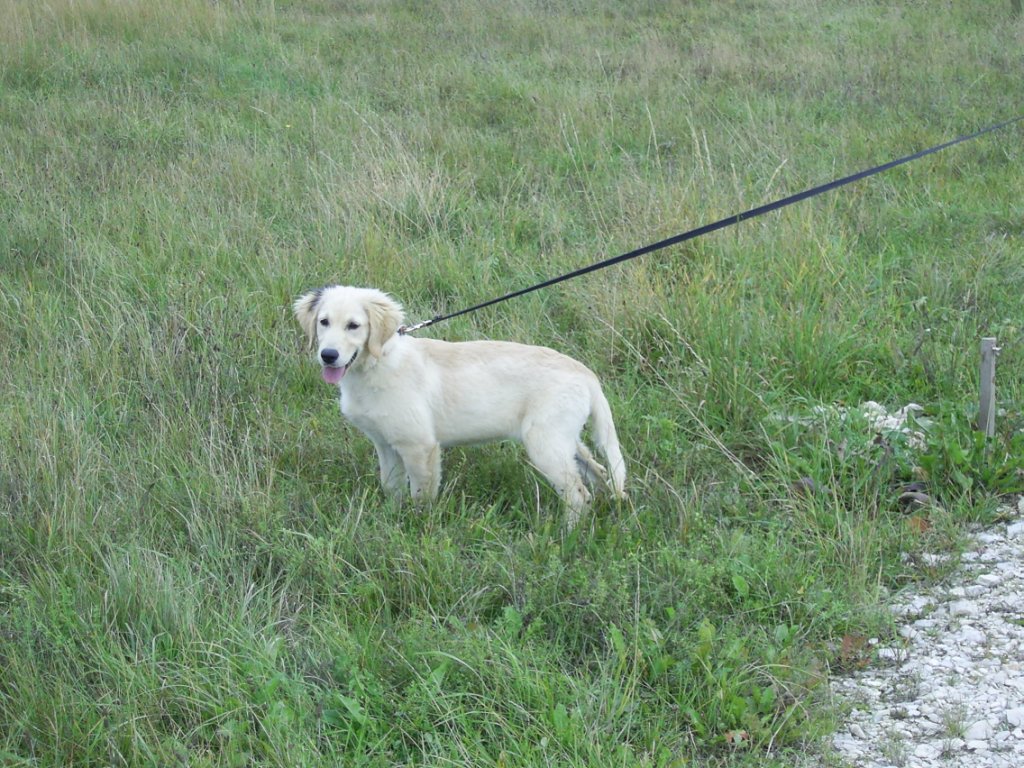 Bilder von den Golden Retriever vom Limes  copyright (c) 2011.