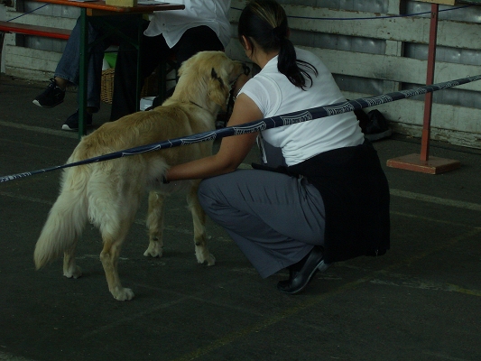 Bilder von den Golden Retriever vom Limes  copyright (c) 2011.