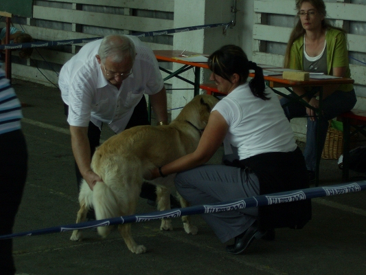 Bilder von den Golden Retriever vom Limes  copyright (c) 2011.