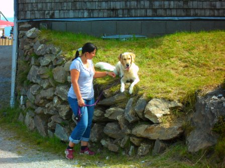 Bilder von den Golden Retriever vom Limes  copyright (c) 2011.