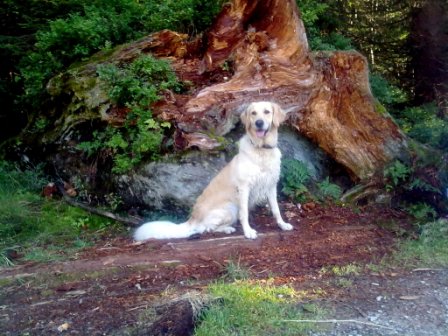 Bilder von den Golden Retriever vom Limes  copyright (c) 2011.