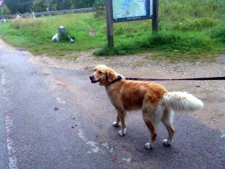 Bilder von den Golden Retriever vom Limes  copyright (c) 2011.