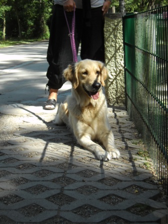 Bilder von den Golden Retriever vom Limes  copyright (c) 2011.