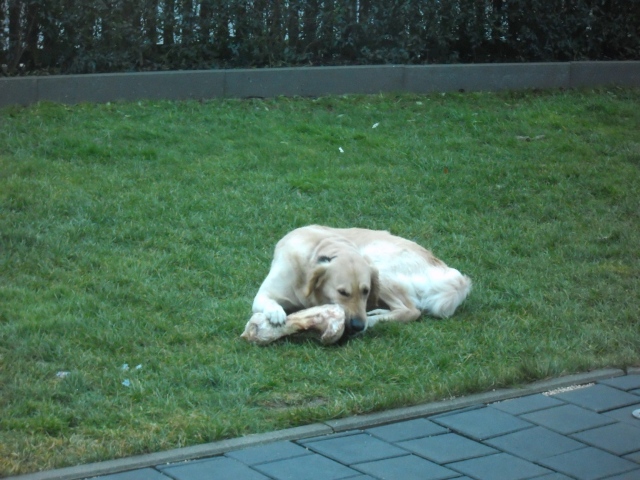 Bilder von den Golden Retriever vom Limes  copyright (c) 2012.