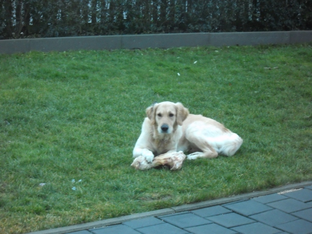 Bilder von den Golden Retriever vom Limes  copyright (c) 2012.