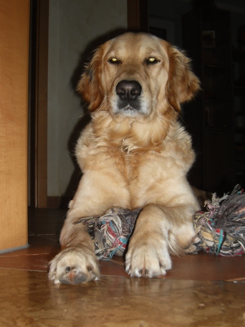 Bilder von den Golden Retriever vom Limes  copyright (c) 2012.