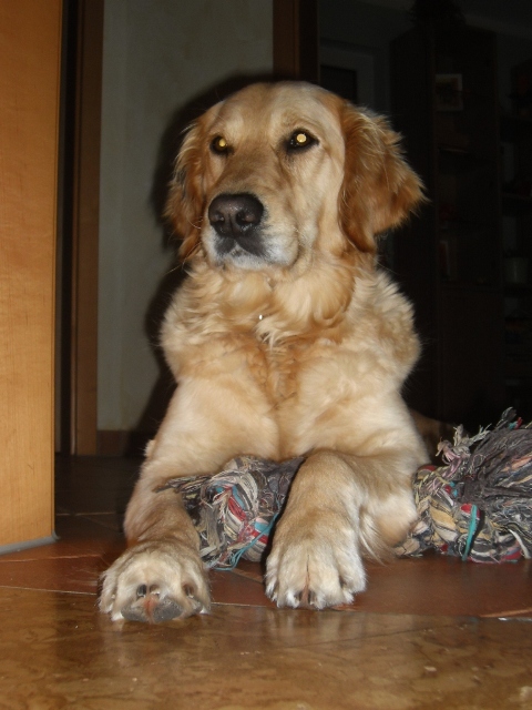 Bilder von den Golden Retriever vom Limes  copyright (c) 2012.