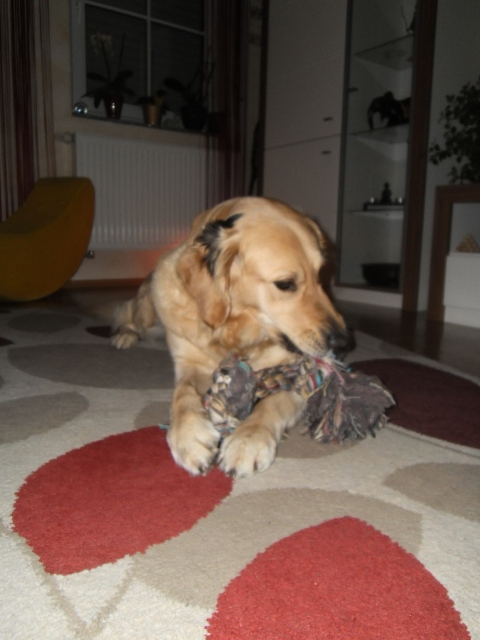 Bilder von den Golden Retriever vom Limes  copyright (c) 2012.