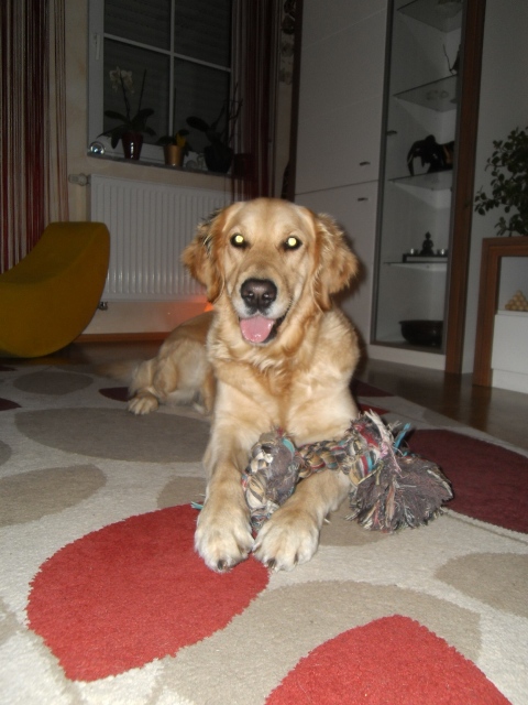 Bilder von den Golden Retriever vom Limes  copyright (c) 2012.