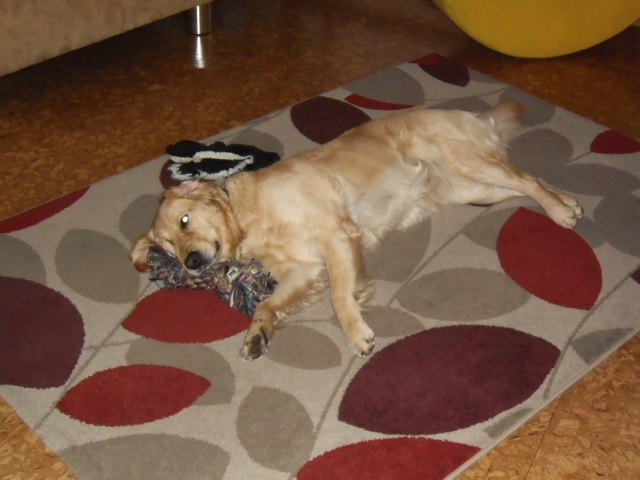 Bilder von den Golden Retriever vom Limes  copyright (c) 2012.