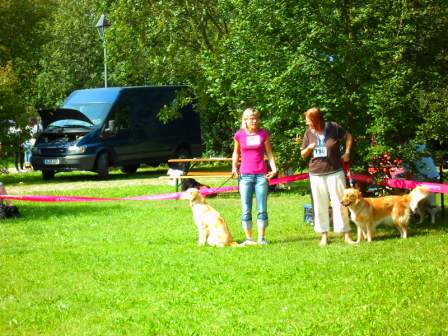 Bilder von den Golden Retriever vom Limes  copyright (c) 2011.