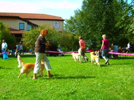 Bilder von den Golden Retriever vom Limes  copyright (c) 2011.