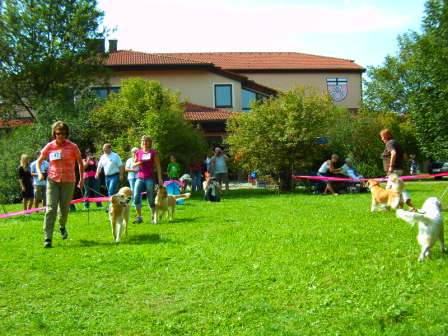 Bilder von den Golden Retriever vom Limes  copyright (c) 2011.