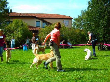 Bilder von den Golden Retriever vom Limes  copyright (c) 2011.