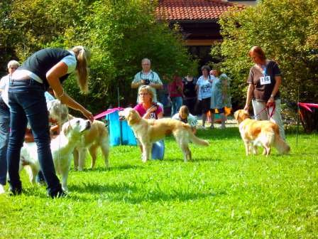 Bilder von den Golden Retriever vom Limes  copyright (c) 2011.