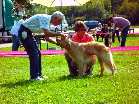 Bilder von den Golden Retriever vom Limes  copyright (c) 2011.