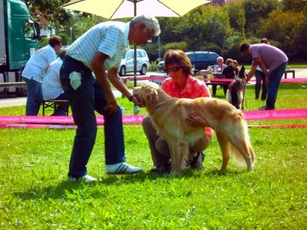 Bilder von den Golden Retriever vom Limes  copyright (c) 2011.