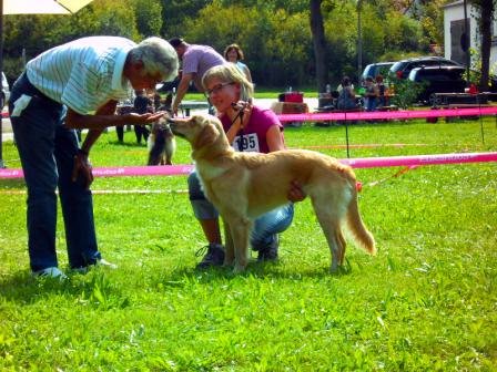 Bilder von den Golden Retriever vom Limes  copyright (c) 2011.