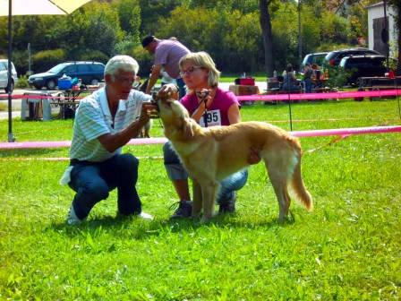 Bilder von den Golden Retriever vom Limes  copyright (c) 2011.