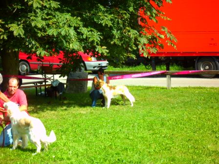 Bilder von den Golden Retriever vom Limes  copyright (c) 2011.