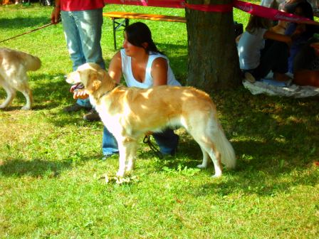 Bilder von den Golden Retriever vom Limes  copyright (c) 2011.