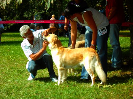 Bilder von den Golden Retriever vom Limes  copyright (c) 2011.