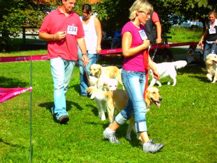 Bilder von den Golden Retriever vom Limes  copyright (c) 2011.