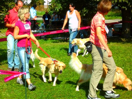 Bilder von den Golden Retriever vom Limes  copyright (c) 2011.