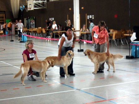 Bilder von den Golden Retriever vom Limes  copyright (c) 2011.