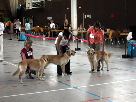 Bilder von den Golden Retriever vom Limes  copyright (c) 2011.