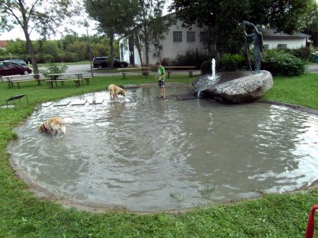 Bilder von den Golden Retriever vom Limes  copyright (c) 2011.