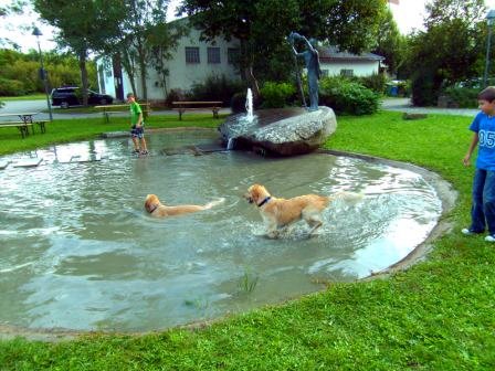 Bilder von den Golden Retriever vom Limes  copyright (c) 2011.