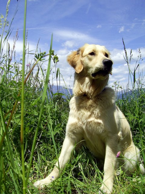 Bilder von den Golden Retriever vom Limes  copyright (c) 2011.