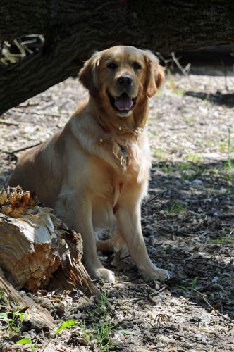 Bilder von den Golden Retriever vom Limes  copyright (c) 2011.